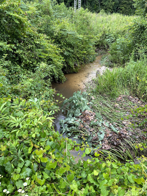 [Crawford Branch, Withlacoochee River @ Skipper Bridge Road 2023-06-15]