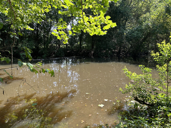 [Sugar Creek, Withlacoochee River @ Gornto Road 2023-06-25]