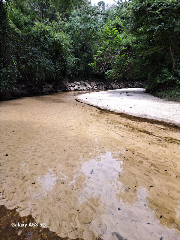 [Sugar Creek, Withlacoochee River @ Gornto Road 2023-07-28]