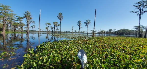 Looking north across Banks Lake