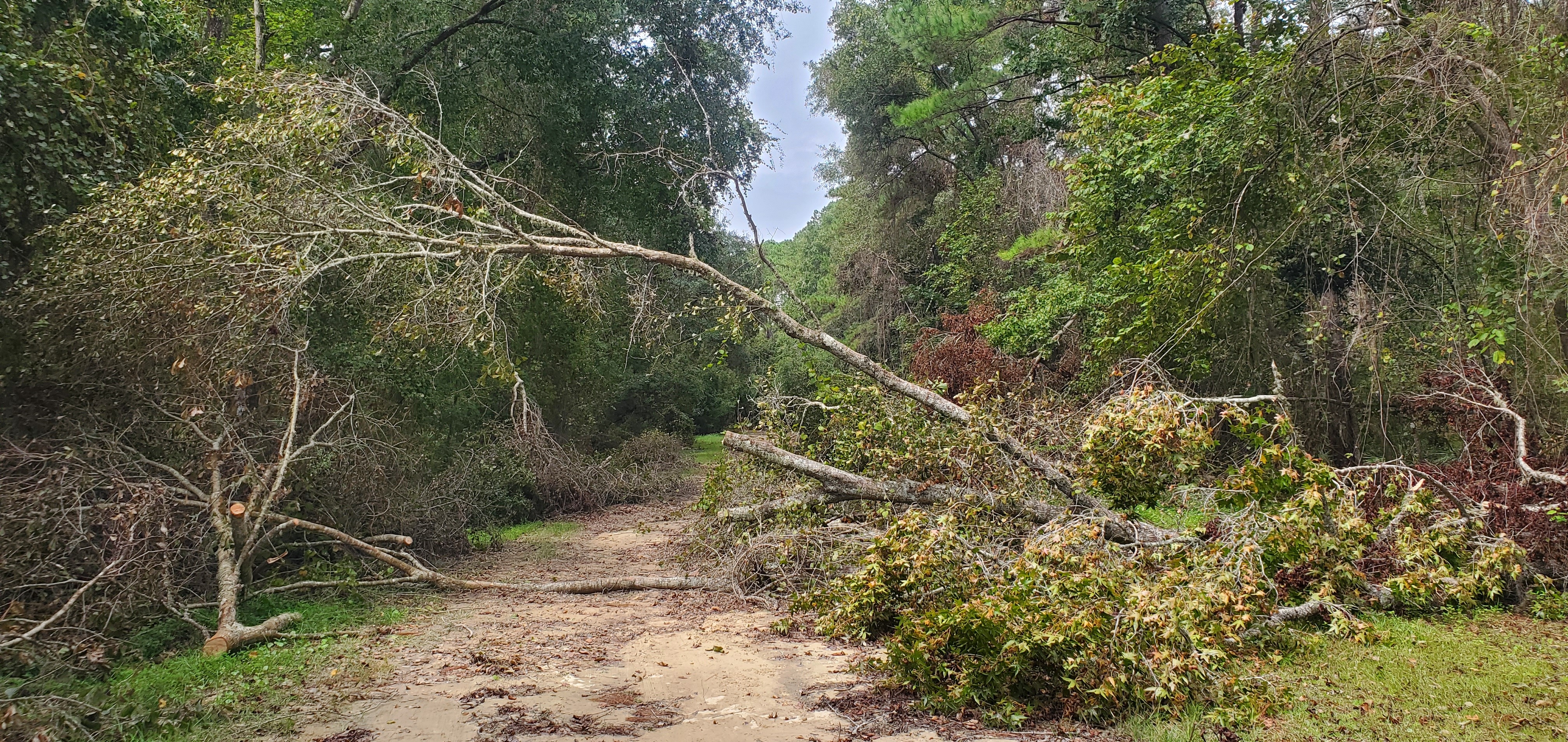 Ground impediment, Langdale Park, Withlacoochee River 2023-09-28, 2023:09:28 12:27:54, 30.8861394, -83.3188463