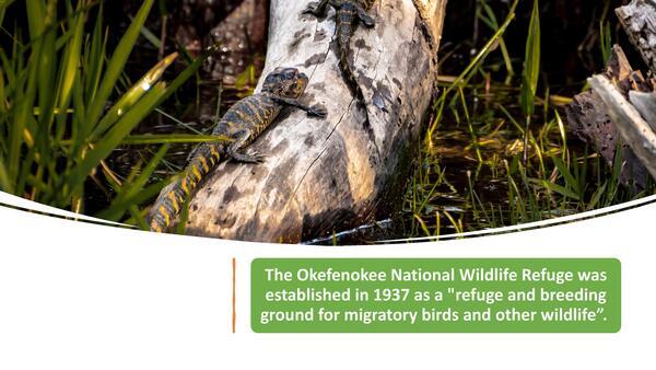 [The Okefenokee National Wildlife Refuge was established in 1937 as a 'refuge and breeding ground for migratory birds and other wildlife'.]