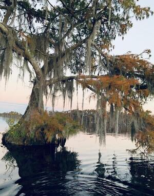 [Flowers, cypress, Spanish moss, Banks Lake Full Hunters Moon --Lisa Adkins Montisano]