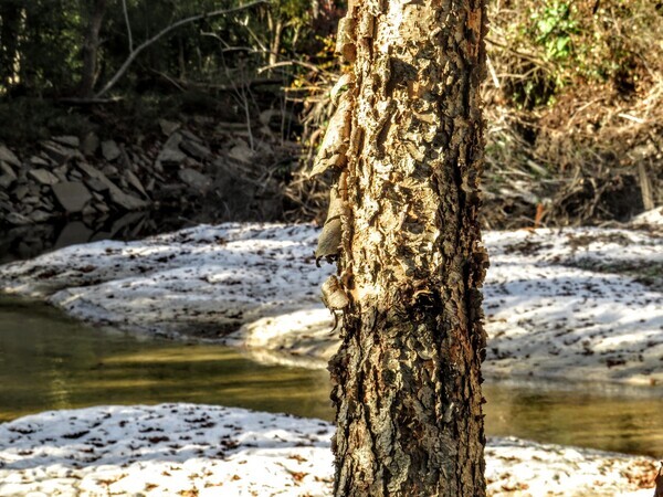 River birch, Sugar Creek other, Withlacoochee River @ Gornto Road 2023-11-18