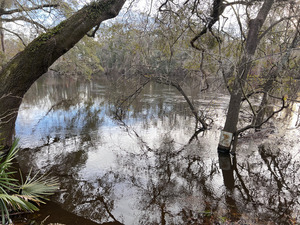 [Holly Point other, Withlacoochee River @ NE Withla Bluffs Way 2024-01-17]