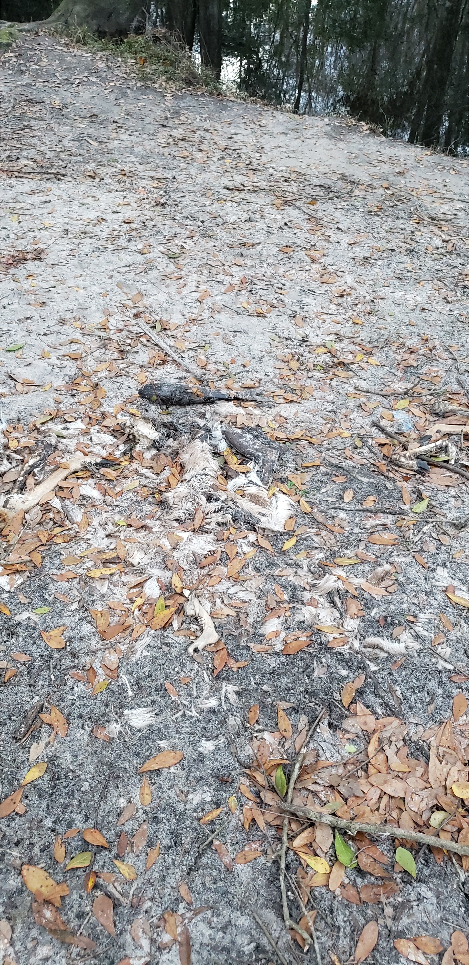 Dead Fish, Vann Road, Mud Swamp Creek 2024-01-24