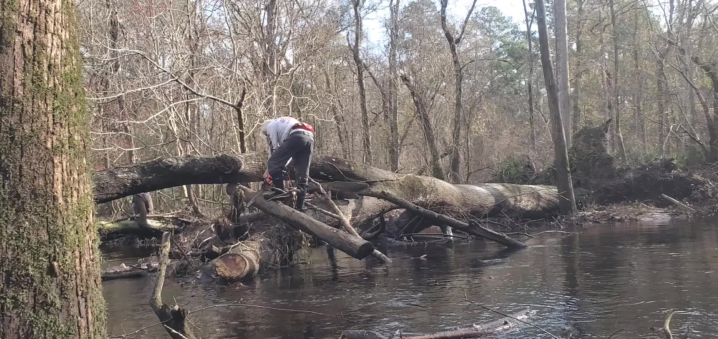 Movie: Phil at the first big deadfall, 30.8843, -83.3252 (29M)