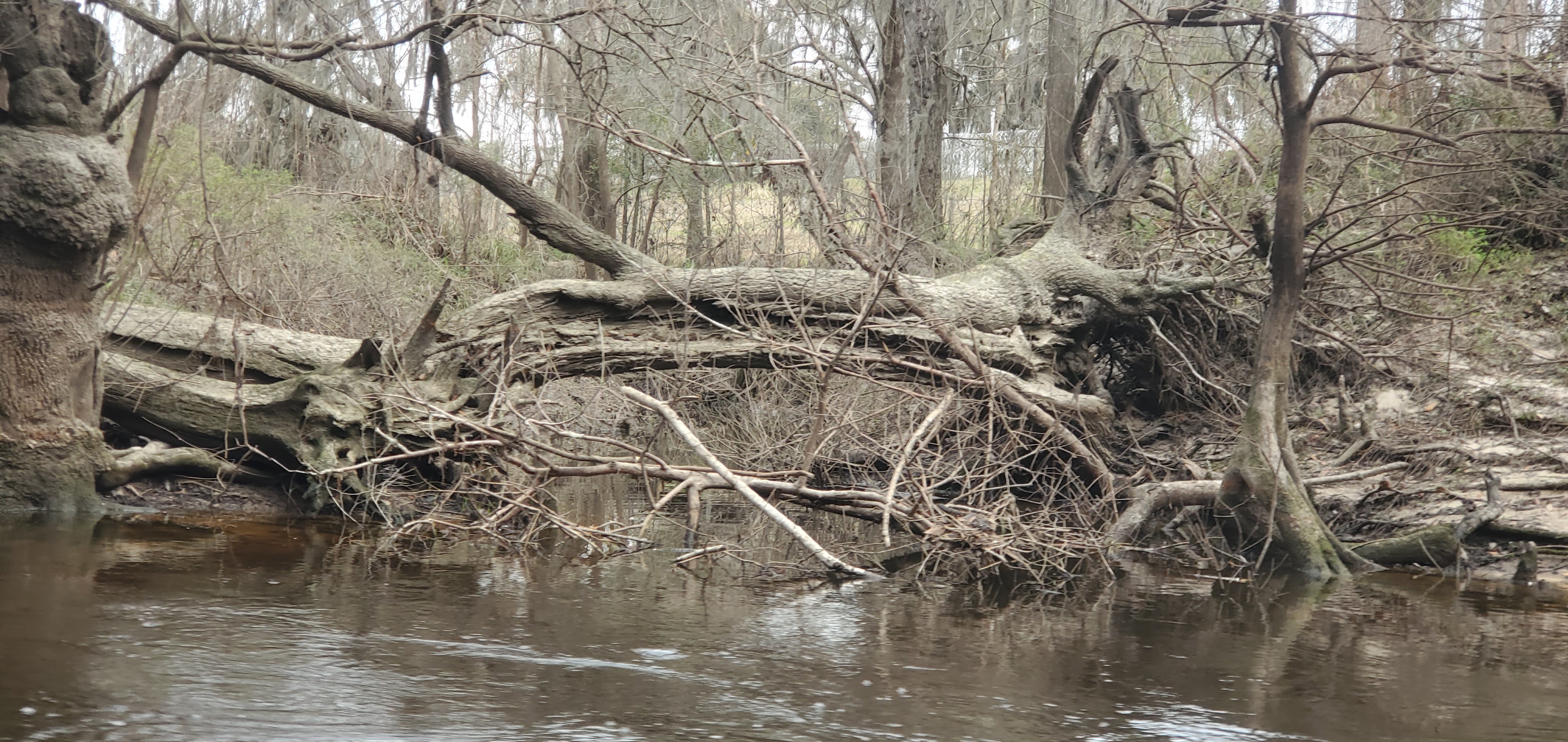 Deadfalls on creek from Valdosta State Prison, 12:08:21, 30.8538784, -83.3467473