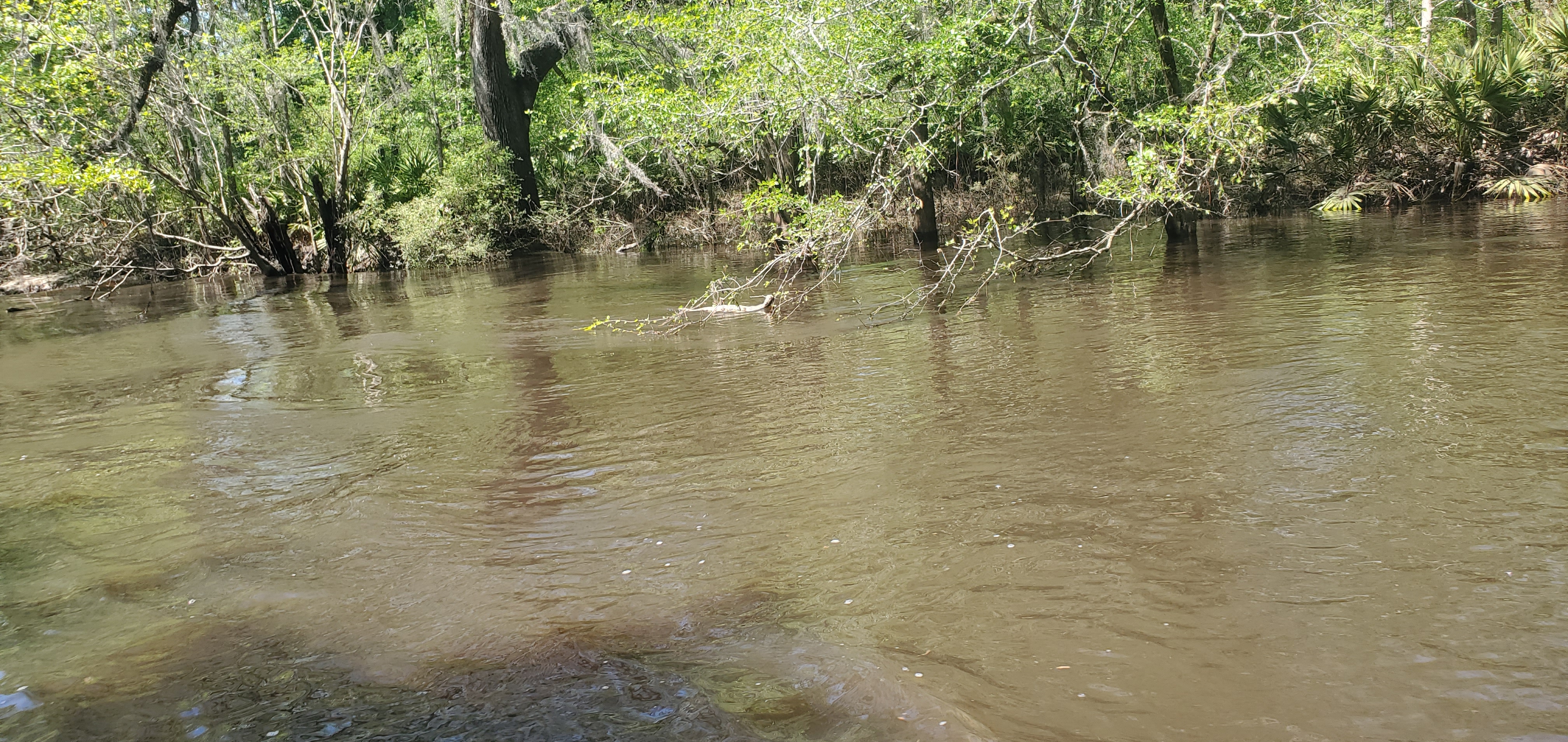 Diamondback rattlesnake, 15:25:49