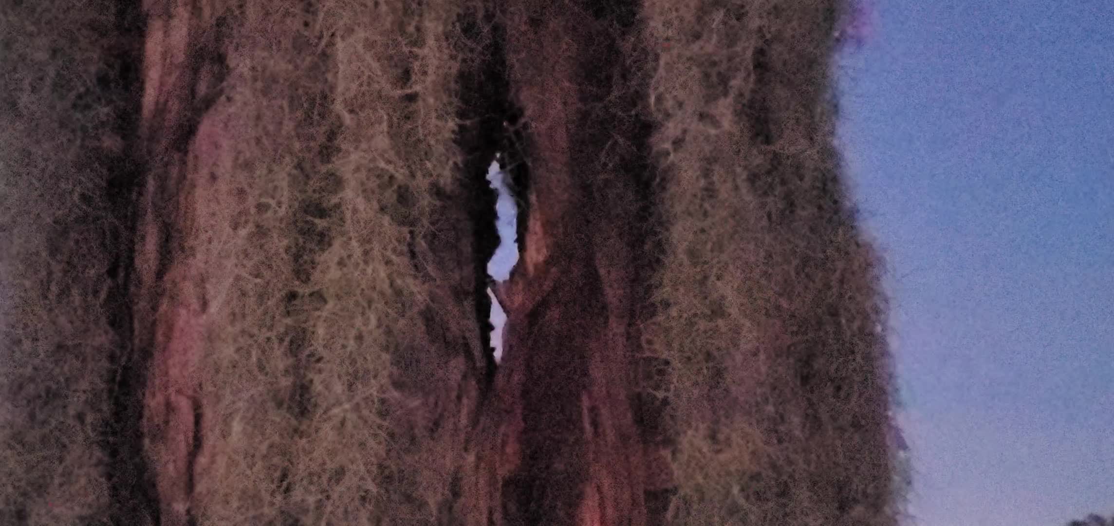 Movie: Bats chittering in the split tree and pouring out in front of the rising moon (57M)