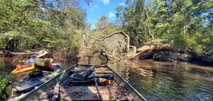 [Darlene, Tish, and a deadfall --John S. Quarterman, 12:40:56, 31.2147901, -83.5117062]