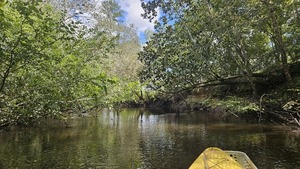 [Steep left bank and upstream bend to the left --Darlene Eanes Ray, 13:27:26, 31.2153939, -83.5106612]