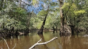 [Branch and trees --Darlene Eanes Ray, 14:16:50, 31.2122894, -83.5115496]
