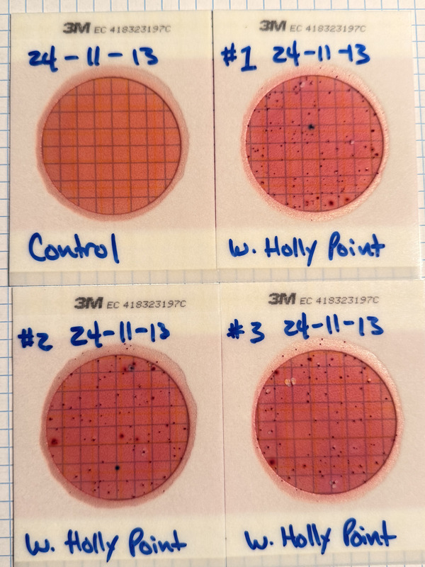 Plates, Holly Point 2024-11-13