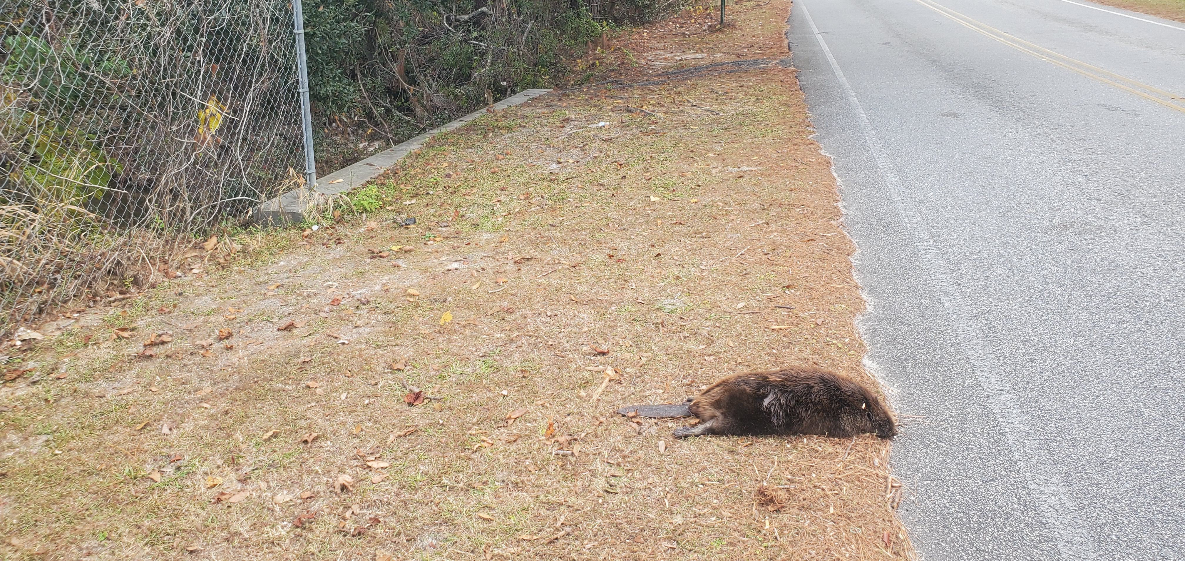 Dead beaver, West Gordon Street, One Mile Branch, 14:02:48, 30.8406717, -83.3066434