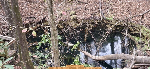[Pool, Mill Creek Sink, 2026:01:13 15:48:49, 29.8010200, -82.5085104 --jsq for WWALS]