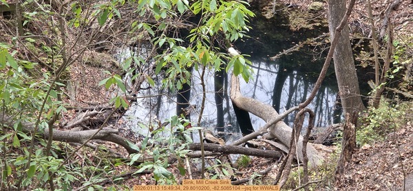 [Sink, Mill Creek Sink, 2026:01:13 15:49:34, 29.8010200, -82.5085104 --jsq for WWALS]
