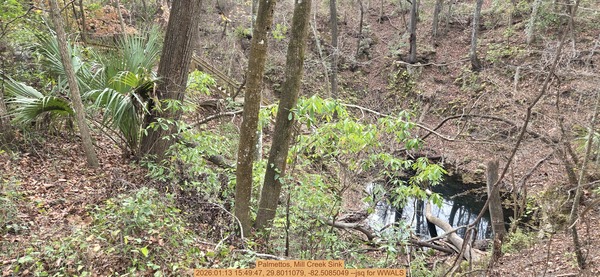 [Palmettos, Mill Creek Sink, 2026:01:13 15:49:47, 29.8011079, -82.5085049 --jsq for WWALS]