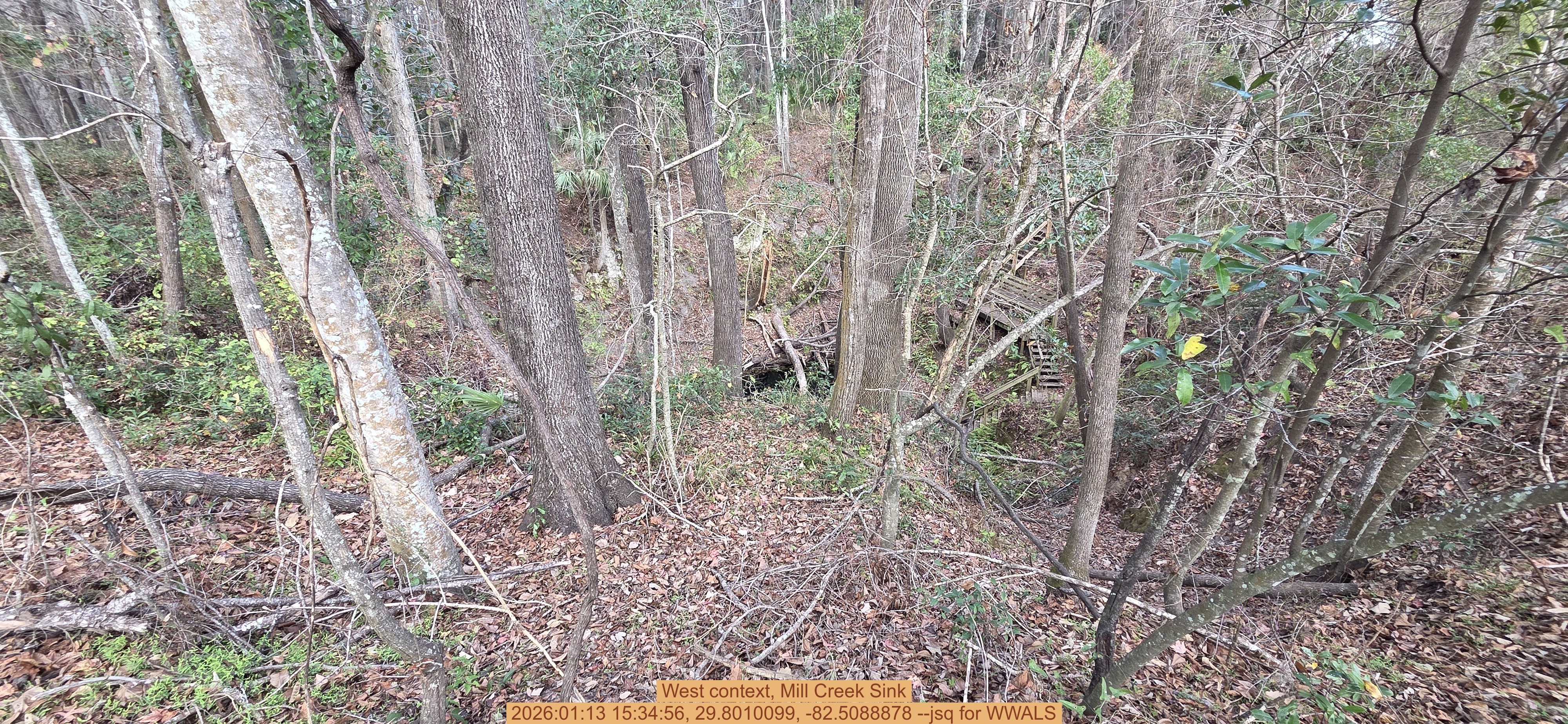 West context, Mill Creek Sink, 2026:01:13 15:34:56, 29.8010099, -82.5088878 --jsq for WWALS