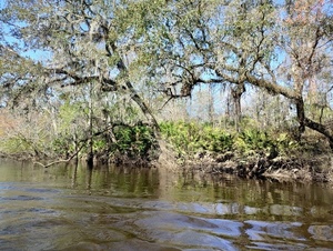 [Oaks and saw palmettos --Phil Royce, 2025:03:22 10:55:15]