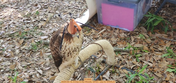 A hawk, 2025-04-12, A Day in the Woods, GFEC --jsq for WWALS