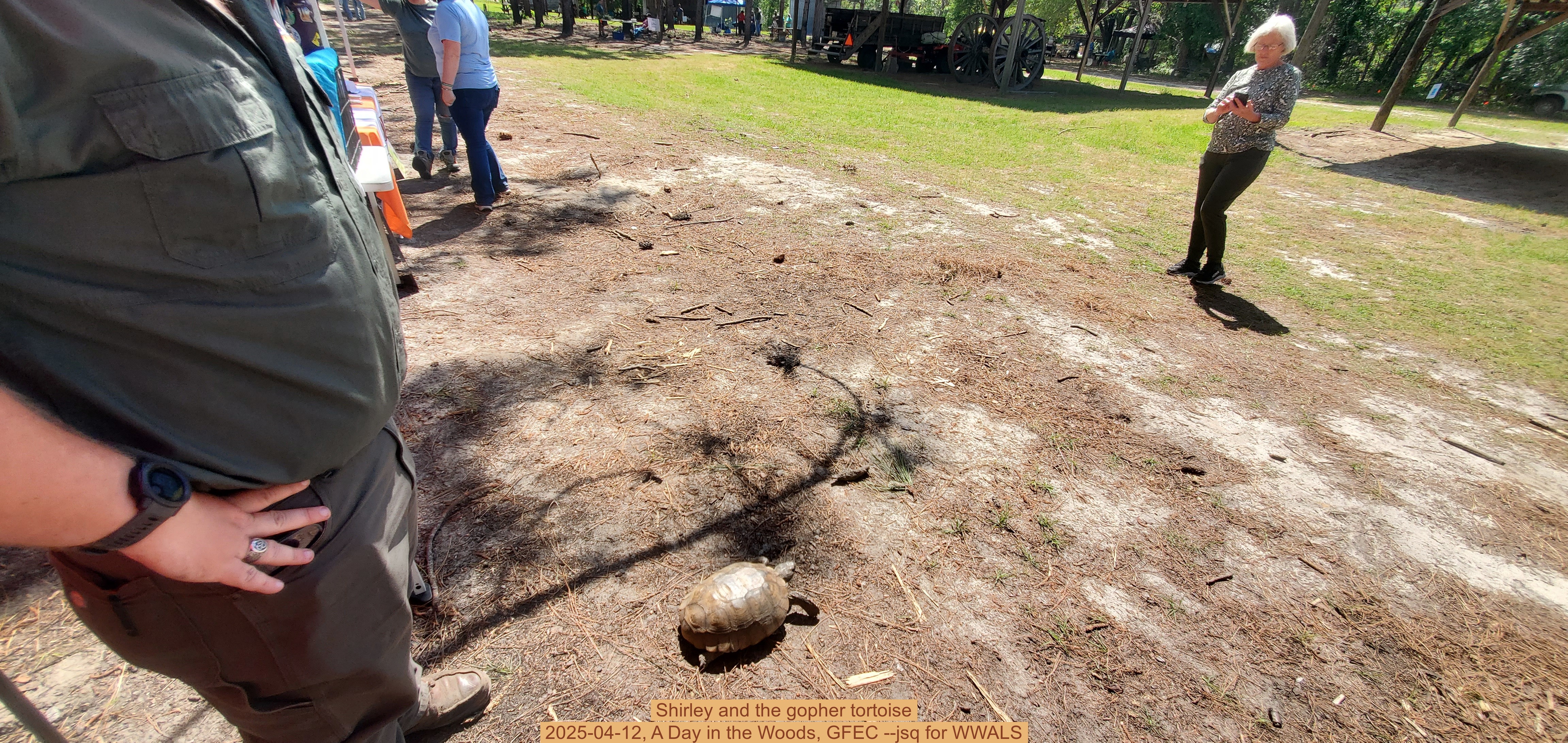Shirley and the gopher tortoise, 2025-04-12, A Day in the Woods, GFEC --jsq for WWALS