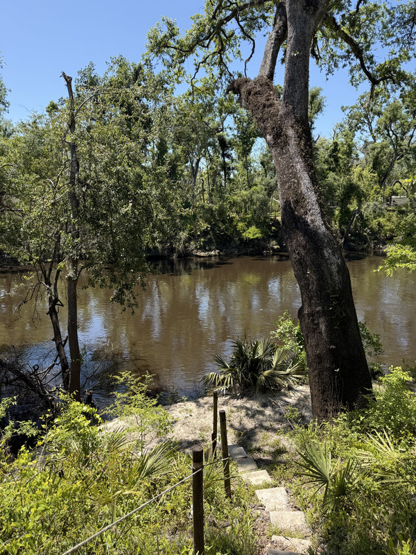 [Holly Point, Withlacoochee River @ NE Withla Bluffs Way 2025-04-16, 2025:04:16 14:53:08, 30.4137000, -83.2066722]