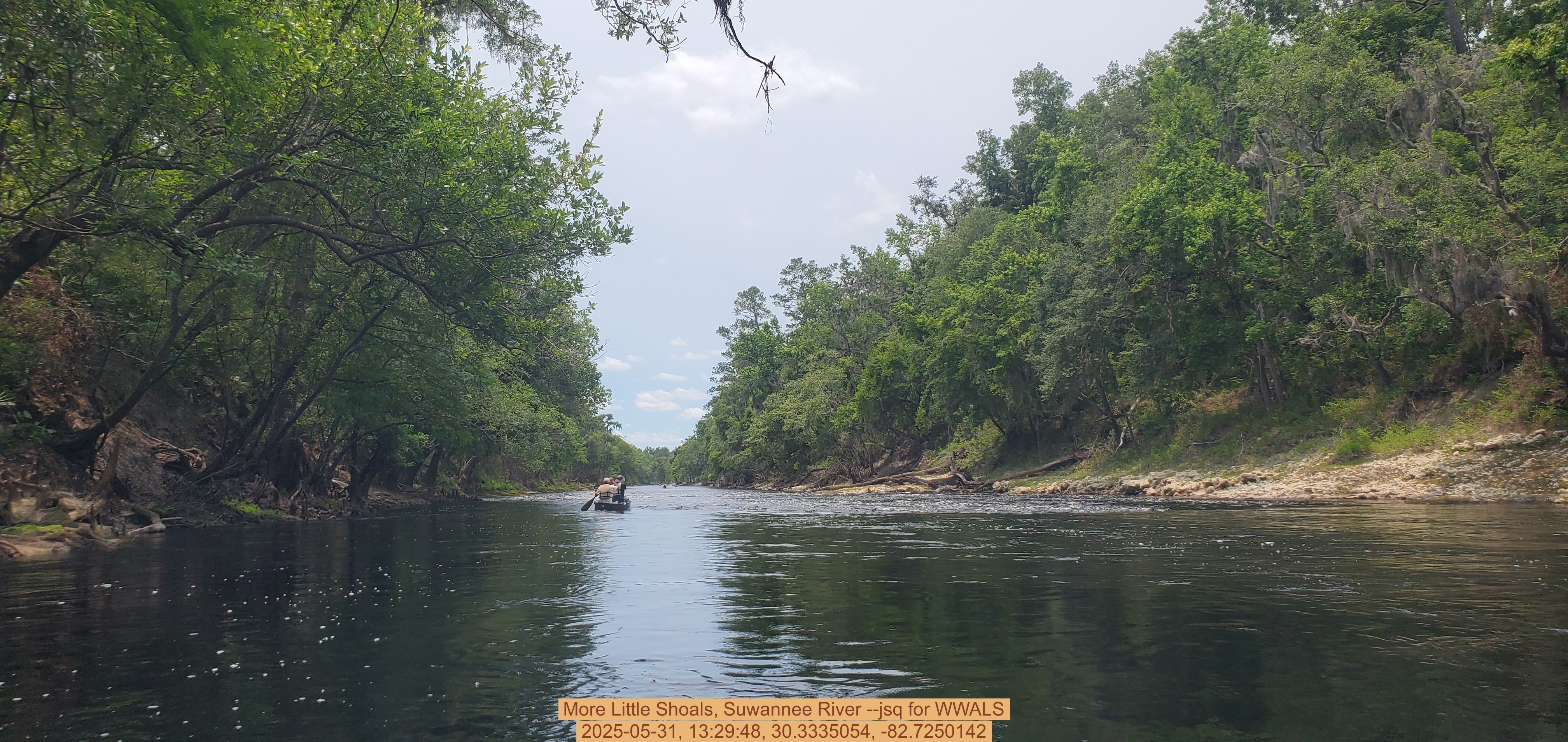 More Little Shoals, Suwannee River --jsq for WWALS, 2025-05-31, 13:29:48, 30.3335054, -82.7250142