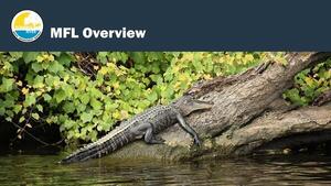 [MFL Overview]