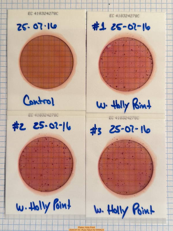 Plates, Holly Point 2025-07-16 --Russ Tatum for WWALS