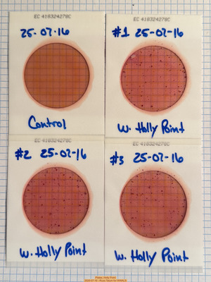 [Plates, Holly Point 2025-07-16 --Russ Tatum for WWALS]