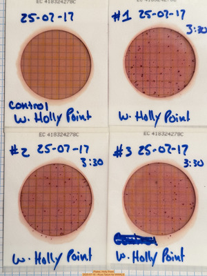 [Plates, Holly Point 2025-07-16 --Russ Tatum for WWALS]