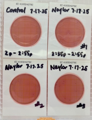 [Plates, Naylor Park Beach 2025-07-17 --Kim Tanner for WWALS]