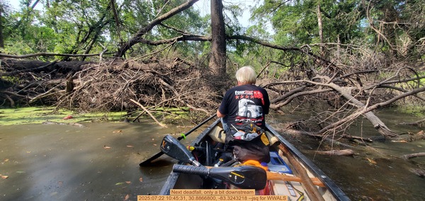 [Next deadfall, only a bit downstream, 2025:07:22 10:45:31, 30.8866800, -83.3243218 --jsq for WWALS]