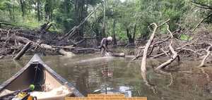 [Movie: Cutting a log in the river, 2025:07:22 11:27:59, 30.8865168, -83.3244700 (27M) --jsq for WWALS]