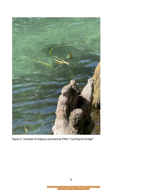 [Figure 2. Example of eelgrass uprooted by PWCs “running the bridge”, 2025-07-29 --Linda L. Weseman to FFWC]