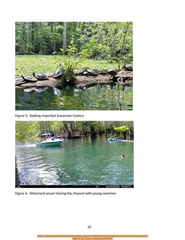 [Figure 5: Basking imperiled Suwannee Cooters; Figure 6: Motorized vessel sharing the channel with young swimmer, 2025-07-29 --Linda L. Weseman to FFWC]