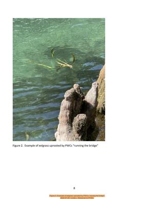 [Figure 2. Example of eelgrass uprooted by PWCs “running the bridge”, 2025-07-29 --Linda L. Weseman to FFWC]