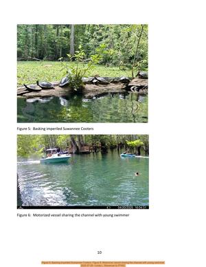 [Figure 5: Basking imperiled Suwannee Cooters; Figure 6: Motorized vessel sharing the channel with young swimmer, 2025-07-29 --Linda L. Weseman to FFWC]