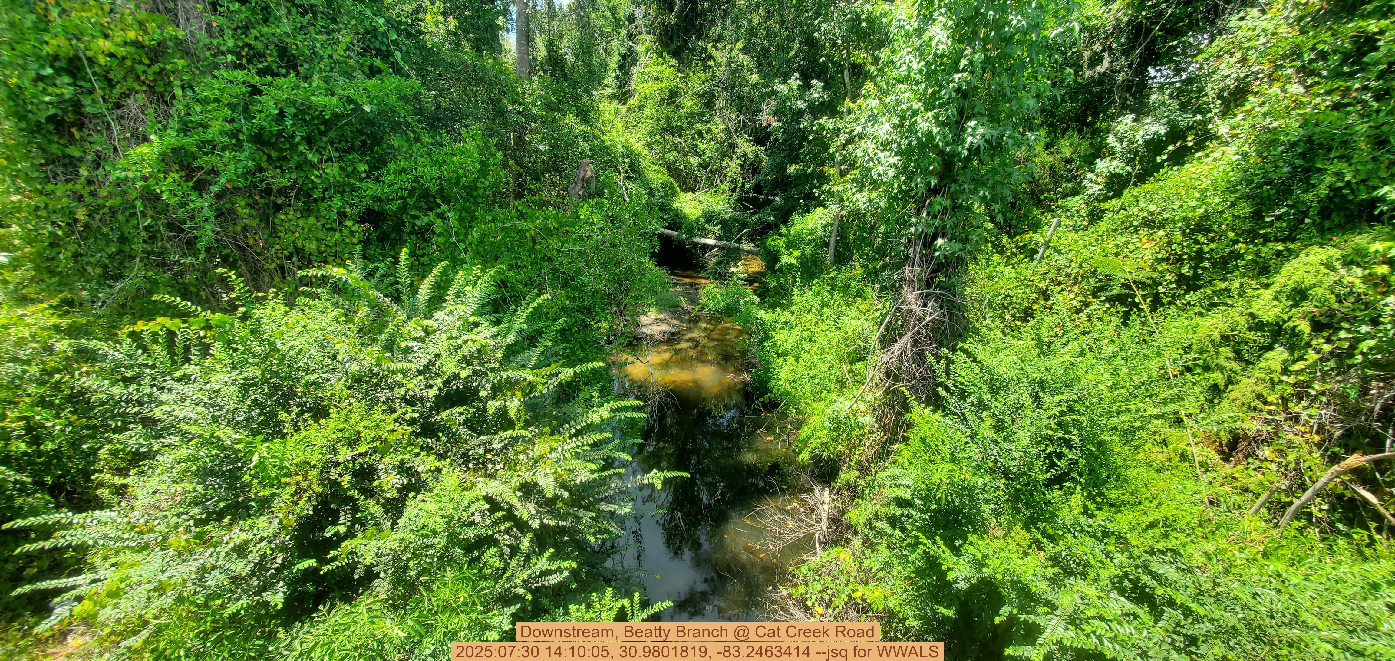 Downstream, Beatty Branch @ Cat Creek Road, 2025:07:30 14:10:05, 30.9801819, -83.2463414 --jsq for WWALS