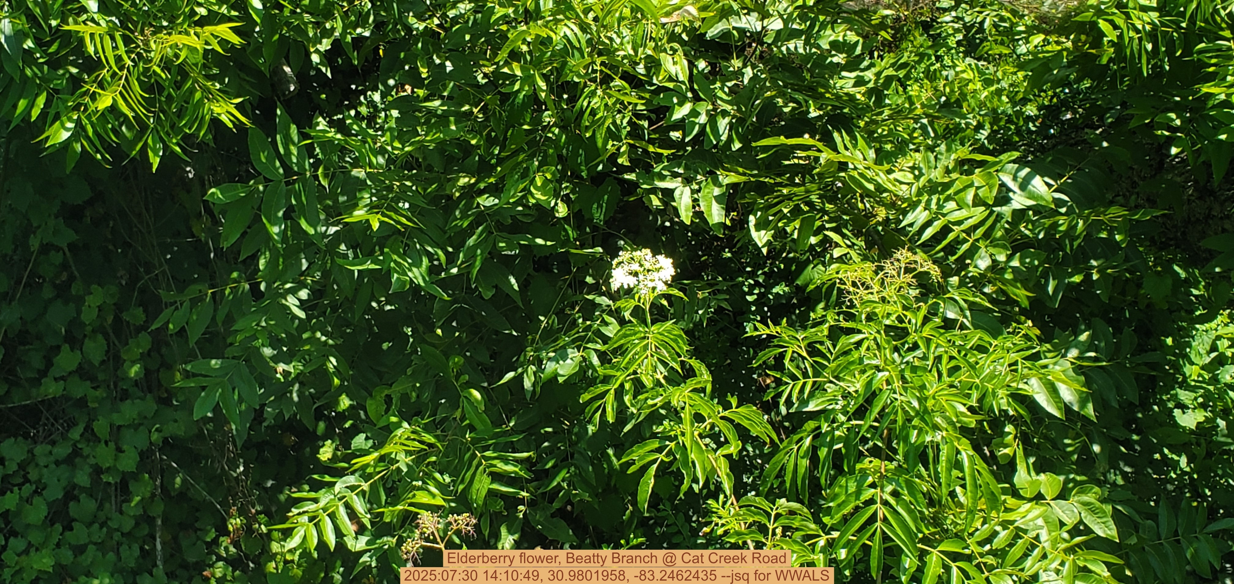 Elderberry flower, Beatty Branch @ Cat Creek Road, 2025:07:30 14:10:49, 30.9801958, -83.2462435 --jsq for WWALS