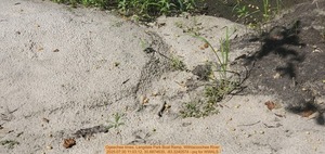 [Ogeechee limes, Langdale Park Boat Ramp, Withlacoochee River, 2025:07:30 11:03:12, 30.8874635, -83.3240574 --jsq for WWALS]