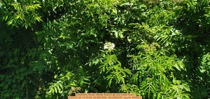 [Elderberry flower, Beatty Branch @ Cat Creek Road, 2025:07:30 14:10:49, 30.9801958, -83.2462435 --jsq for WWALS]