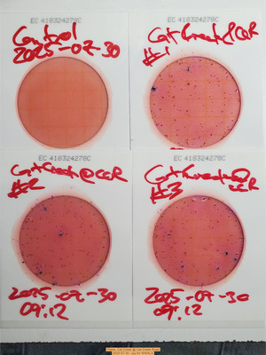 [Plates, Cat Creek @ Cat Creek Road, 2025-07-30 --jsq for WWALS]