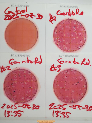 [Plates, Sugar Creek @ Gornto Road, 2025-07-30 --jsq for WWALS]