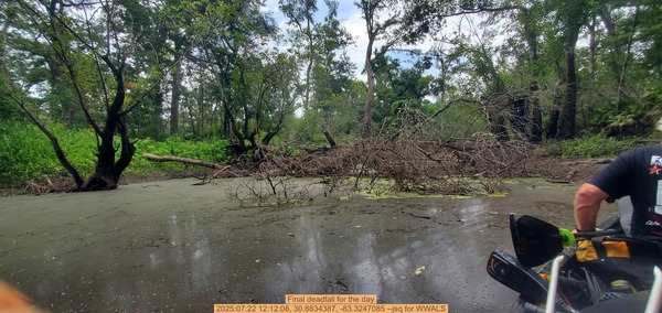 Final deadfall for the day, 2025:07:22 12:12:08, 30.8834387, -83.3247085 --jsq for WWALS