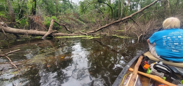 [Another deadfall, 2025:08:03 10:08:35, 30.8825274, -83.3241957]