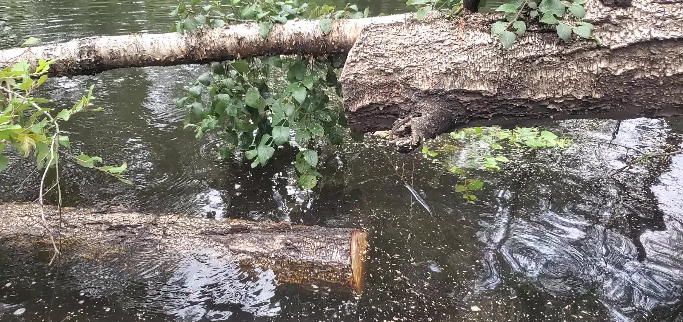 Movie: Sawed deadfall river birch, 2025:08:03 10:39:58, 30.8820879, -83.3253728 (10M)