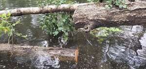 [Movie: Sawed deadfall river birch, 2025:08:03 10:39:58, 30.8820879, -83.3253728 (10M)]