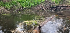 [Log floating downstream, 2025:08:03 10:41:24, 30.8821048, -83.3254676]